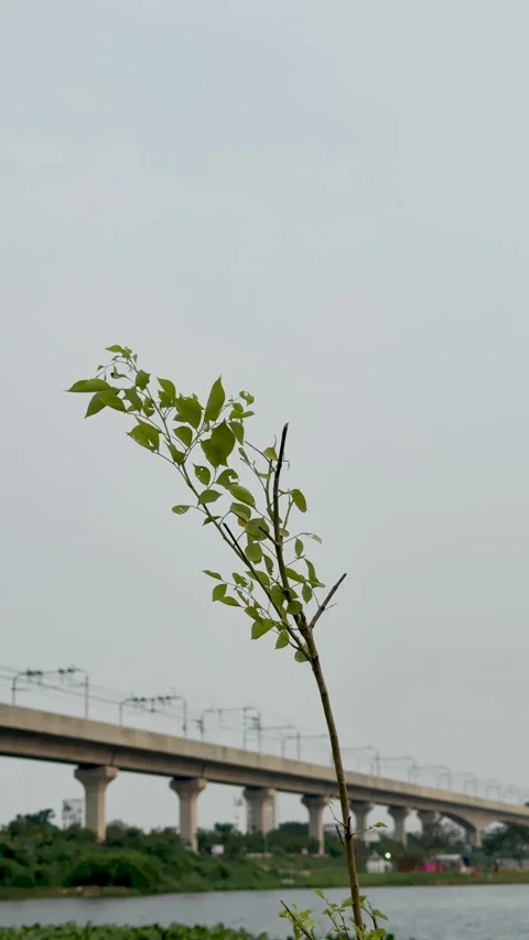 Small green tree sapling swaying in the wind with an elevated metro rail br.. Stock Footage 337788583