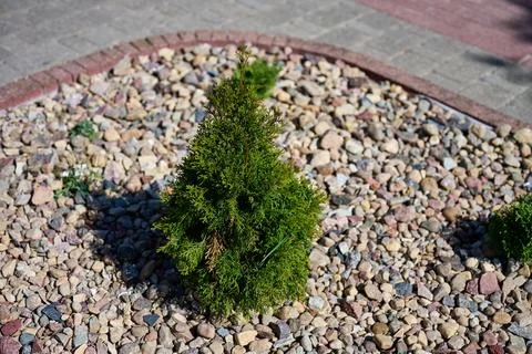 A small green tree stands surrounded by various sizes of rocks. The tree is p Stock Photos