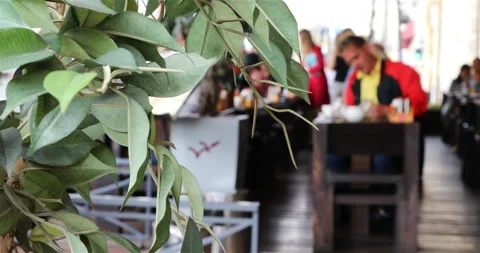 Small green trees decorate a cafe on the street Stock Footage 101145930