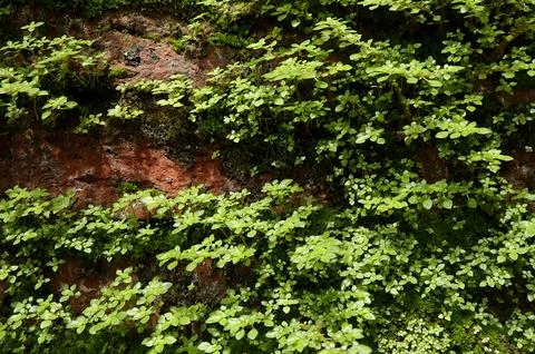 Small green trees growing on an wall. close up green plant Stock Photos