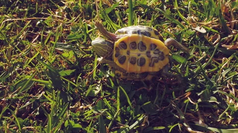 Small green turtle in the grass. The turtle lies on its back and rolls over Stock Footage 154920806