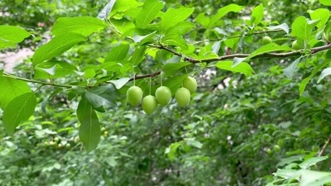 Small green unripe cherry plums hang on a branch of a cherry plum tree Stock Footage 312263775