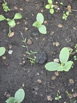 Small green vegetable sprouts black ground Stock-Fotos