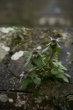 Small green vegetation that has sprouted on the roof Stock Photos