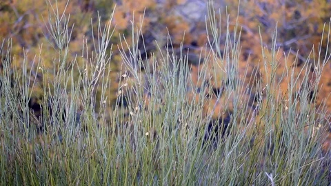 Small green vegetation waving, background with trees with orange brown leaves Stock Footage 121456077