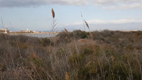 Small green vegetation waving in foreground, village in the background. Stock Footage 121614488
