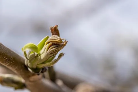 A small green walnut bud on a tree branch Stock-Fotos