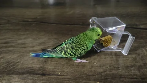 Small green wavy parrot eats millet on a wooden table Stock Footage 230155997