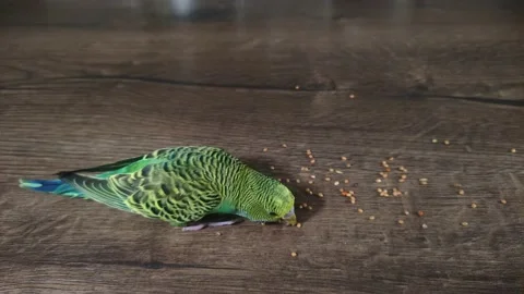 Small green wavy parrot eats millet on a wooden table Stock Footage 230156022