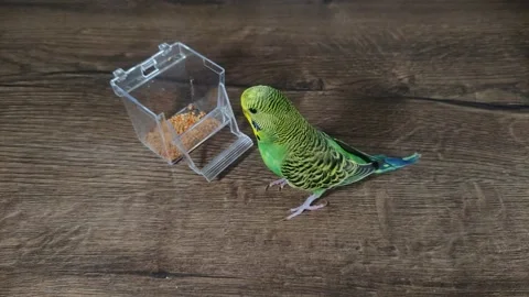 Small green wavy parrot eats millet on a wooden table Stock Footage 230490152