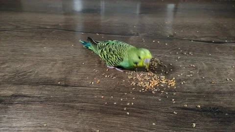 Small green wavy parrot eats millet on a wooden table Stock Footage 230490280