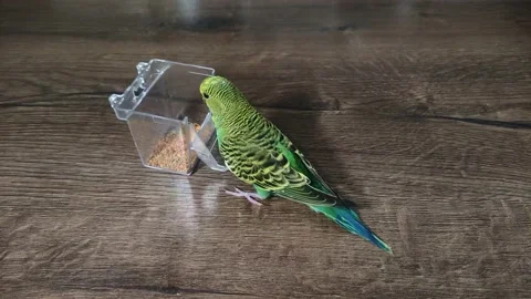 Small green wavy parrot eats millet on a wooden table Stock Footage 230490292