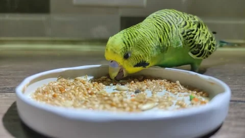 Small green wavy parrot eats millet on the table Stock Footage 233265249