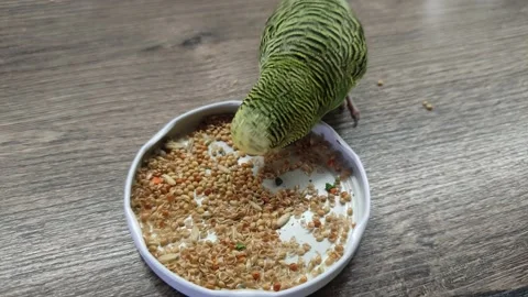 Small green wavy parrot eats millet on the table Stock Footage 233265250