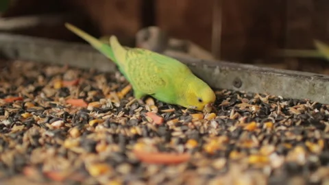 Small green wavy parrot eats millet and seed close-up. Pet birds Video stock 252568515