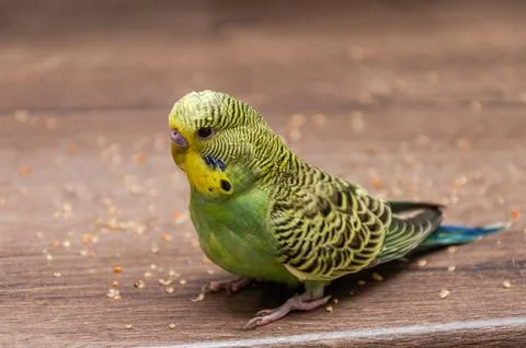 Small green wavy parrot eats millet on a wooden table Stock Photos