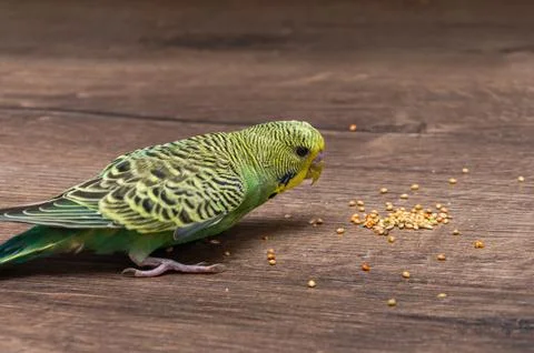 Small green wavy parrot eats millet on a wooden table 스톡 사진