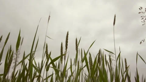 Small green wheat spikes waved by light summer wind Stock Footage 135960596