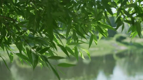 Small green willow leaves waved by light summer wind Video stock 156950529