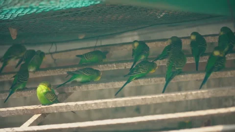 Small green-yellow parrots 스톡 동영상 114649519