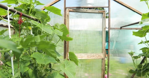 A small greenhouse, a lot of long rows of plants. Indoor Greenhouse Farms Stock Footage 93057657