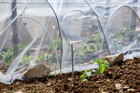 Small greenhouse with tomato grows on the inside Stock Photos