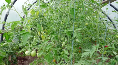 Small greenhouse with tomatoes 動画素材 68369474