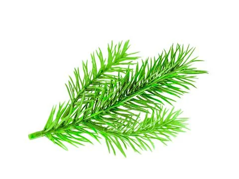 A small gren branch of the Christmas tree. Stock Photos