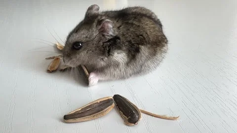 A small grey and black Dzungar hamster eats sunflower seeds on a white table Stock Footage 250466688