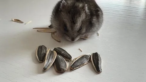 A small grey and black Dzungar hamster eats sunflower seeds on a white table Stock Footage 250466792