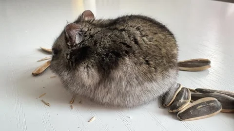 A small grey and black Dzungar hamster eats sunflower seeds on a white table Stock Footage 250466796