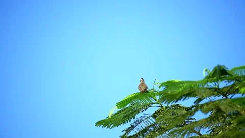 Small grey bird close up view Stock Footage 136671259