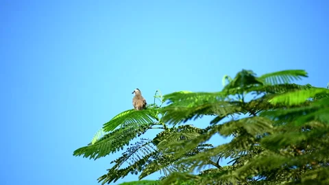 Small grey bird close up view on the tree Stock Footage 136671783
