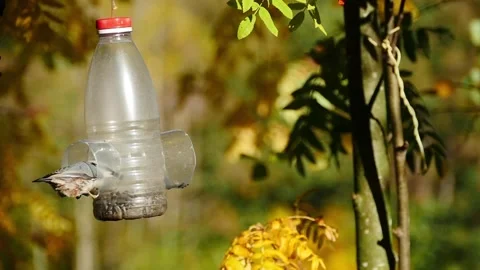 Small grey bird nuthatch flies near bird feeder, slow motion Stock Footage 300801321