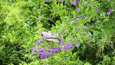 Small grey bird perched on purple flowers within lush green bush foliage du.. Vidéo 332825484