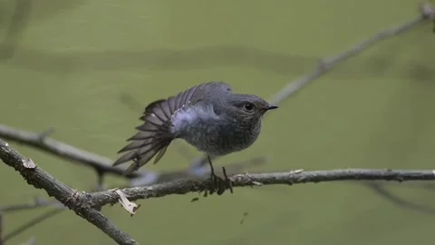Small grey bird perched on a thin branch in a natural forest setting 스톡 동영상 336033586