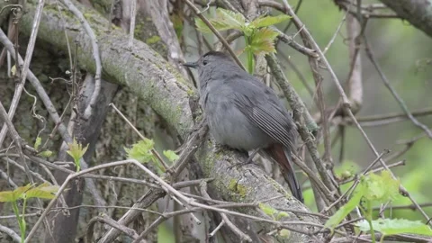 A small grey catbird calling Stock Footage 283782288