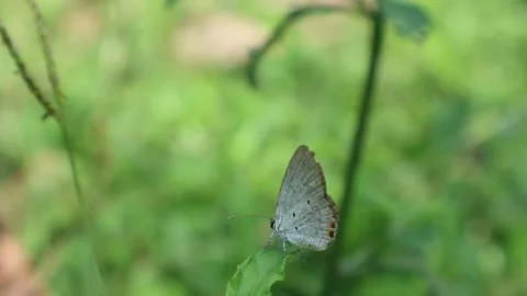 A small grey color butterfly on a leaf in sunny day Video stock 150760487