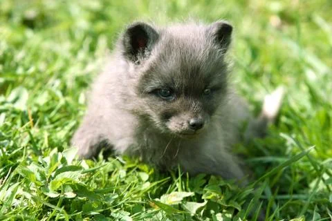Small grey fox Stock Photos