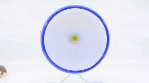 Small grey hamster avoiding exercise wheel on white BG Stock Footage 85179114