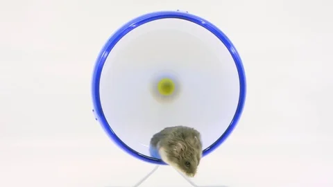 Small grey hamster changes direction on wheel on white BG Stock Footage 85179072