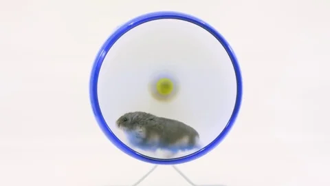 Small grey hamster runs fast on wheel on white BG Stock Footage 85179151