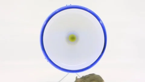 Small grey hamster stands up to camera then runs on wheel on white BG Stock Footage 85179294