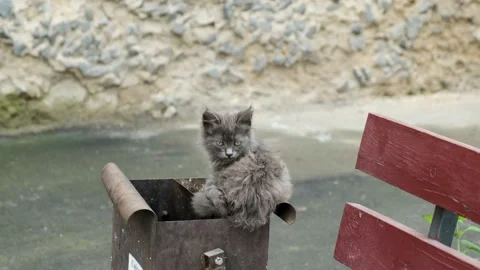 A small grey hungry stray kitten is sitting on a garbage can. Video stock 137124514