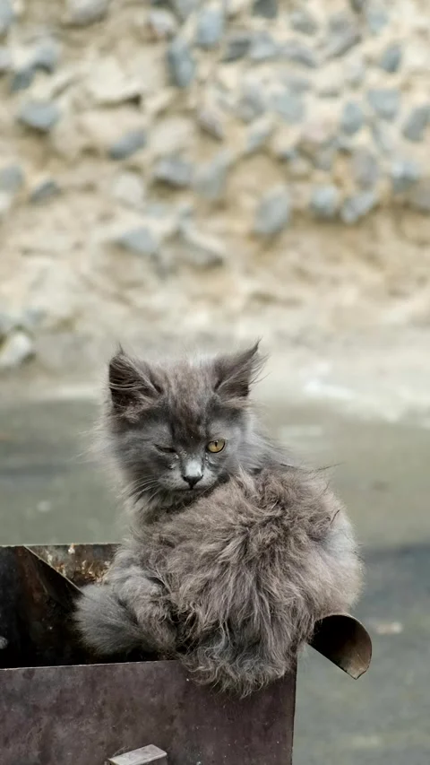A small grey hungry stray kitten is sitting on a garbage can. Concept of st.. Stock Footage 285709067