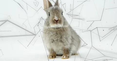 Small grey kit lifting head, rotating center after paw shift to face cam, Stock Footage 329701592
