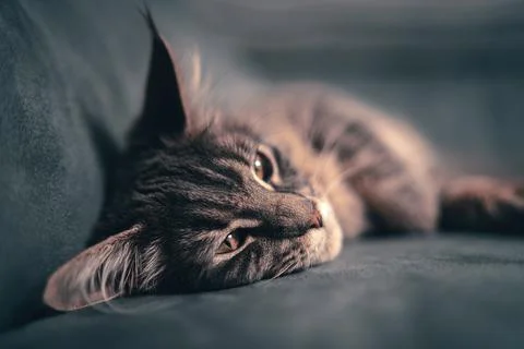 Small grey kitten fall asleep while was hiding between tow pillows Stock Photos