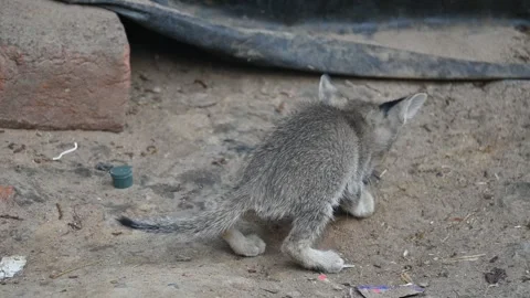 A small grey kitten. Stock Footage 337307595