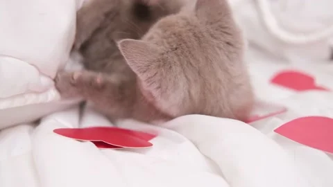 Small grey kitten playing with red hearts on white blanket on bed. Adorable Stock Footage 231724053