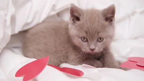 Small grey kitten playing with red hearts on white blanket on bed. Adorable Stock Footage 231724109